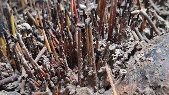 Abgebrannte Räucherstäbchen - Malaysia Familienreise