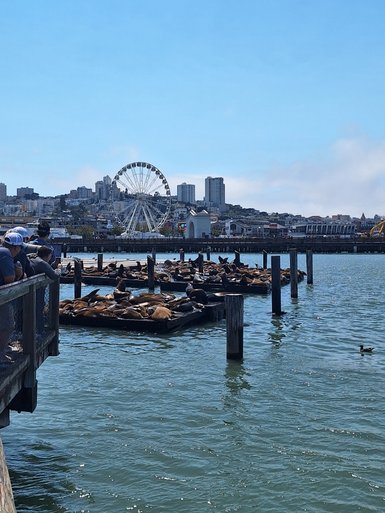 Am Pier 39 liegen zahlreiche Seelöwen entspannt auf Holzplattformen, während die Stadt im Hintergrund sichtbar ist.