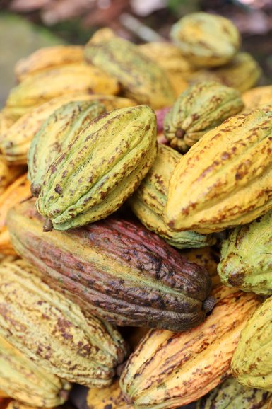 Frische Kakaoschoten während der Don Juan Kaffee- und Kakao-Tour – Costa Rica Familienreise