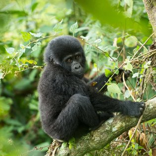 Ein neugieriges Gorilla-Baby sitzt auf einem Baumstamm und betrachtet seine Umgebung mit großen, ausdrucksvollen Augen.