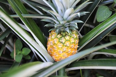 Eine reife Ananas, die zwischen grünen Blättern versteckt ist, zeigt ihre leuchtend gelbe und grüne Schale.