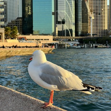 Eine elegante Möwe sitzt auf einer Mauer, während hohe Wolkenkratzer von Sydney im Hintergrund aufragen.