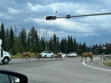 Eine Gruppe von Elchen überquert eine Straße, während Autos anhalten, um ihnen Platz zu machen.