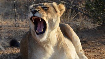 Eine Löwin gähnt im Gras des Makutsi Game Reserve – Südafrika Familienreise