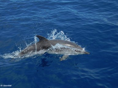 Einzelner Delfin gleitet durch das klare Wasser des Ozeans – Südafrika Reise mit Kindern