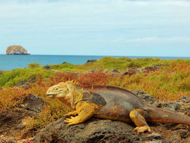 Ein Leguan sitzt auf einem Felsen, umgeben von buntem Gras, mit dem Ozean und einer kleinen Insel im Hintergrund.
