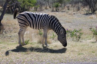 Ein Zebra grast friedlich auf der Wiese - Namibia Urlaub mit Kindern