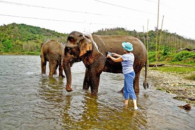 Eine Person badet einen Elefanten im Wasser, während ein zweiter Elefant im Hintergrund steht, umgeben von grüner Natur.