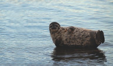 Eine Ringelrobbe schwimmt entspannt im klaren Wasser, ihre runden Körperformen spiegeln sich sanft in der Oberfläche.