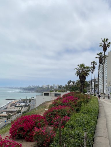 Bunte Bougainvillea blüht entlang eines Küstenwegs in Lima, mit Blick auf das Meer und die Stadt im Hintergrund.