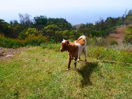 Eine kleine Ziege steht auf grünem Gras in einer lebhaften, natürlichen Landschaft mit einem Küstenblick im Hintergrund.