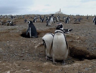Eine große Gruppe von Pinguinen steht auf einer kargen, erdigen Fläche, während im Hintergrund ein Leuchtturm sichtbar ist.