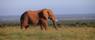 Ein Elefant durchquert die Landschaft im Addo Elephant Nationalpark – Südafrika Reise mit Kindern