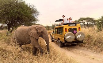 Elefant steht neben Jeep auf Safari - Tansania Safari mit Kindern