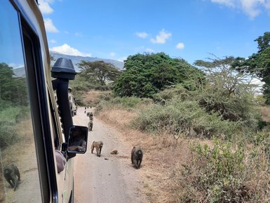 Neugierige Affen nahe am Jeep im Ngorongoro-Krater – Tansania Familienreise