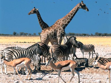 Eine Gruppe bestehend aus mehreren Tierarten steht nebeneinander in der Landschaft - Namibia mit Kindern