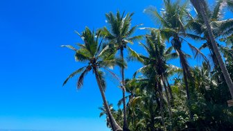 Hohe Palmen am Strand im Marino Ballena Nationalpark – Costa Rica Familienreise