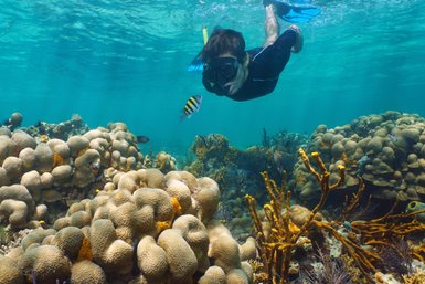 Ein Schnorchler taucht durch klares Wasser und erkundet eine farbenfrohe Korallenlandschaft und schwimmende Fische.