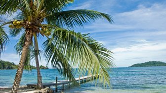 Eine tropische Landschaft mit einer Palme, die über einen ruhigen Strand und das glitzernde Wasser ragt.