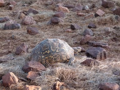 Eine Schildkröte kriecht über den trockenen Boden, umgeben von Steinen und trockenem Gras in einer natürlichen Umgebung.