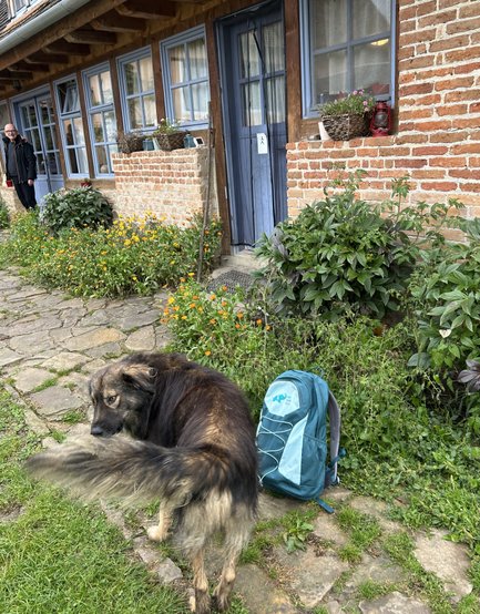 Ein Hund mit einem buschigen Schwanz steht neben einem blauen Rucksack auf einem gepflasterten Weg vor einem Backsteinhaus.