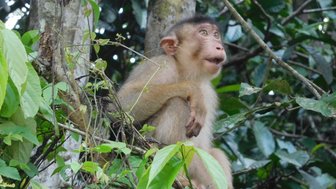 Affe beobachtet die Umgebung von einem Ast im Dschungel aus – Malaysia & Borneo Familienreise