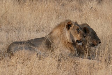Zwei Löwen blicken aufmerksam in die Ferne - Namibia Rundreise mit Kindern