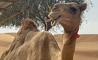 Ein Kamel steht in der Wüste, mit einem grünen Baum im Hintergrund und sanften Sanddünen, während es frisst.