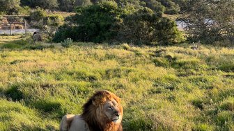Ein Löwe sitzt majestätisch im Gras des Kariega Game Reserve – Garden Route Familienreise