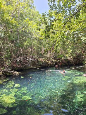 Ein klarer Cenote umgeben von üppigem Grün, in dem eine Person im Wasser schwimmt und die Sonne scheint.