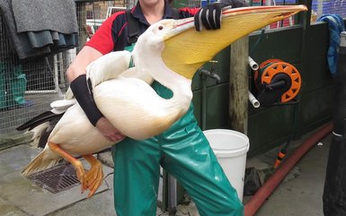 Pelikan steht im Conservation Centre of Coastal Birds in Südafrika – Garden Route Reise mit Kindern