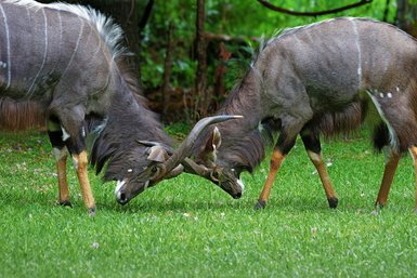 Zwei Nyala-Männchen kämpfen in einer grünen Wiese, ihre Hörner berühren sich, während sie sich gegenüberstehen.