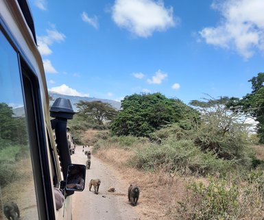Neugierige Affen nahe am Jeep im Ngorongoro-Krater – Tansania Familienreise