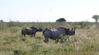 Nashörner im Etosha Nationalpark - Namibia Familienurlaub