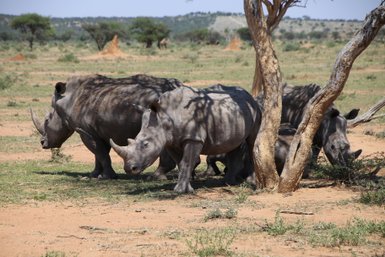 Vier Nashörner genießen den Schatten eines Baumes - Namibia Familienurlaub