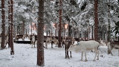 Eine Gruppe von Rentiere steht in einer schneebedeckten Waldlandschaft, umgeben von hohen, verschneiten Bäumen.