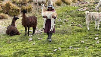 Eine Frau in traditioneller Kleidung trägt ein Alpaka auf dem Arm, umgeben von weiteren Alpakas auf grünem Gras.