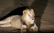 Ein majestätischer Löwe liegt entspannt auf dem Boden, seine Augen leuchten im schwachen Licht der Nacht.