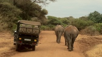 Safari-Jeep fährt nah an Elefanten vorbei – Tansania Reise mit Kindern
