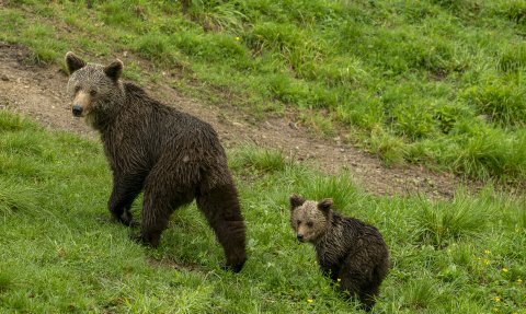 Ein ausgewachsener Braunbär und ein kleiner Bär stehen auf einer saftigen, grünen Wiese und blicken aufmerksam in die Richtung des Betrachters.