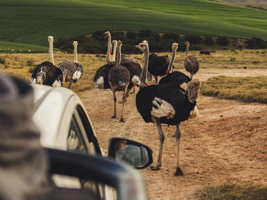 Besucher erkunden die Safari Ostrich Farm bei Oudtshoorn – Südafrika mit Kindern