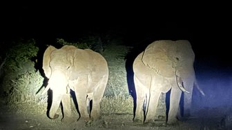 Zwei Elefanten stehen in der Dunkelheit, beleuchtet von einem Scheinwerfer, umgeben von hohem Gras und Büschen.