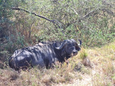 Büffel entspannt in der weiten Landschaft der Serengeti – Tansania mit Kindern
