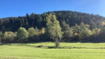 Eine weite, grüne Wiese erstreckt sich vor einem bewaldeten Hügel unter einem strahlend blauen Himmel.