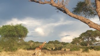 Eine Giraffe steht majestätisch in einer weiten Savanne, umgeben von hohem Gras und einem dramatischen Himmel.