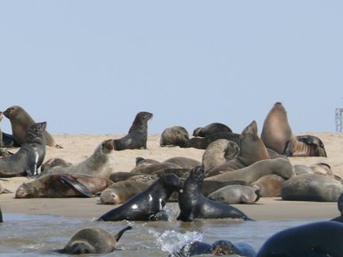 Robben im Wasser und an Land - Namibia Familienurlaub