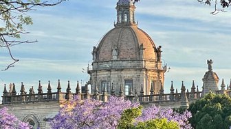 Die beeindruckende Kuppel einer Kathedrale erhebt sich über blühende Jacaranda-Bäume, die in lila Farben leuchten.