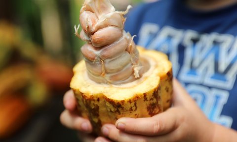 Unverarbeitete Kakaobohnen während der Don Juan Kaffee- und Kakao-Tour – Costa Rica Reise mit Kindern