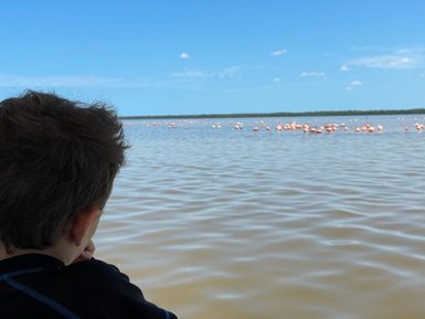 Junge beobachtet rosafarbene Flamingos im Biosphärenreservat Celestún – Mexiko Reise mit Kindern