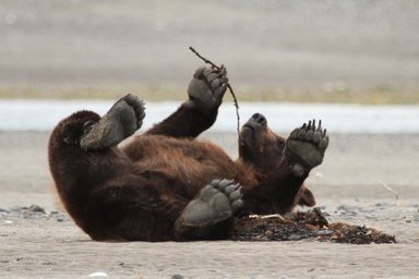 Ein Grizzlybär liegt entspannt auf dem Rücken und spielt mit einem Stock, während er auf einem sandigen Ufer liegt.